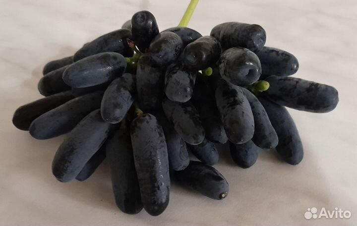 Черенки винограда