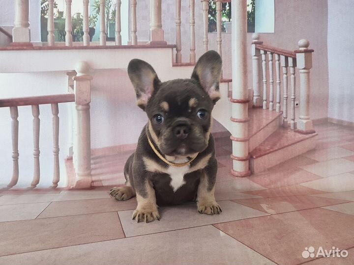 Флаффигеная девочка