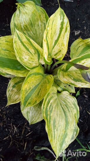 Хоста гюнтерс прайз