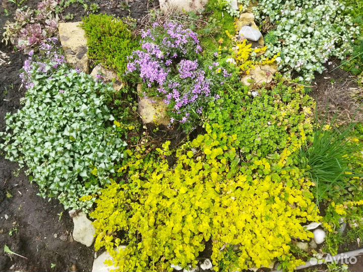 Почвопокровные растения