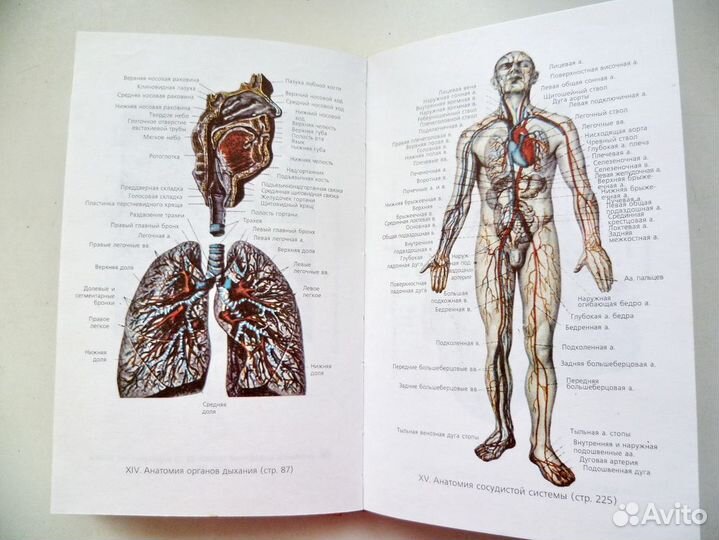 Книга Клиническая анатомия человека И.В.Егоров