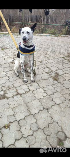 Собаки бесплатно в добрые руки