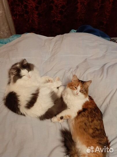Котёночек