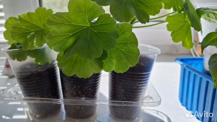 Укорененные черенки пеларгонии 