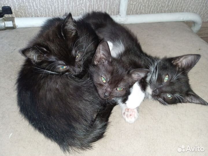 Котята в добрые руки