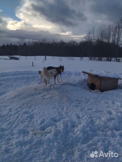 Щенки лайки зсл