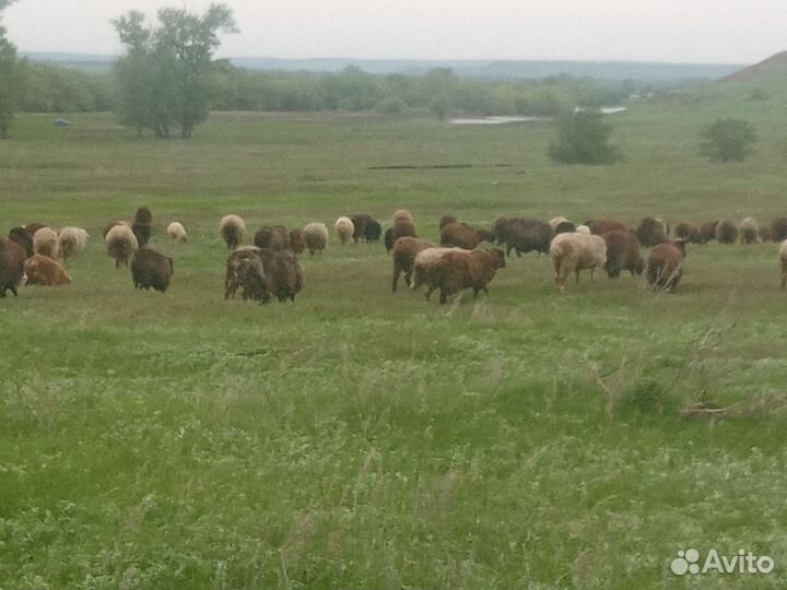 Овцы бараны ягнята