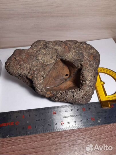 Ископаемое, минерал бурый железняк с ракушками