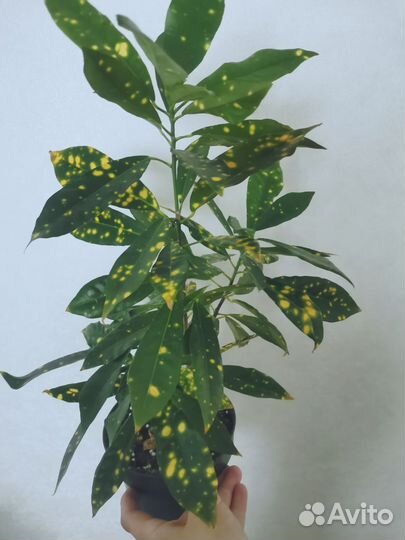 Кротон 3 вида