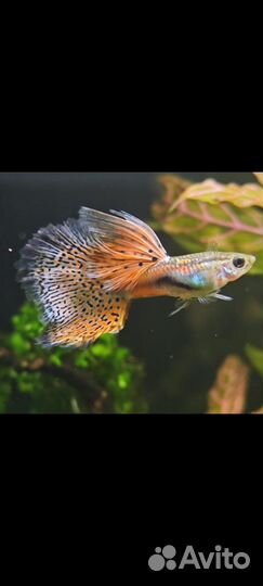 Гуппи,гурами,меченосцы, улитки