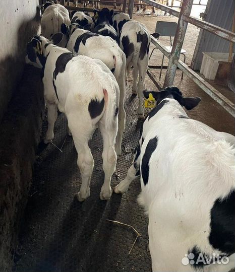 Ч Телята бычки и тёлки