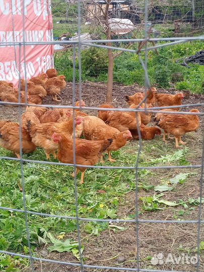 Курочки молодки