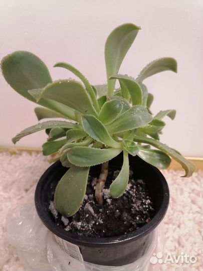 Эониум, суккуленты