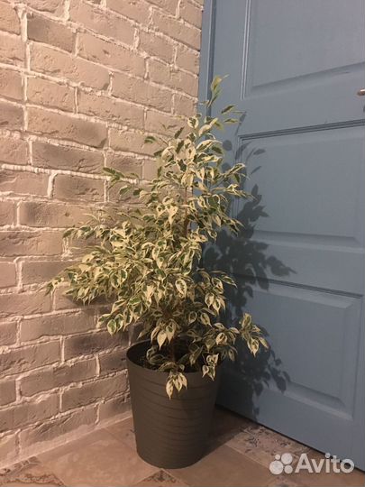 Комнатные растения