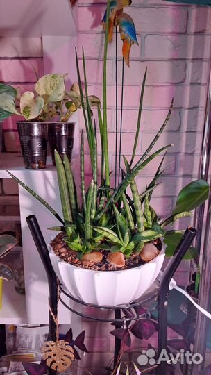 Сортовые сансевиерии