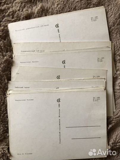 Старые открытки с собаками, кошками, др.животными