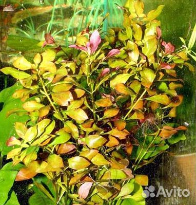 Аквариумные растения прополка (людвигия болотная)