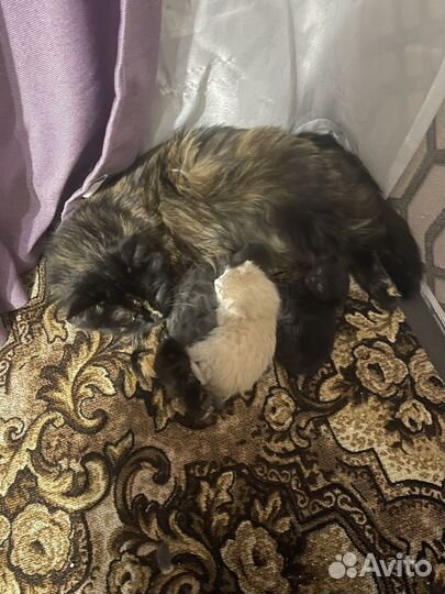 Кошки в добрые руки