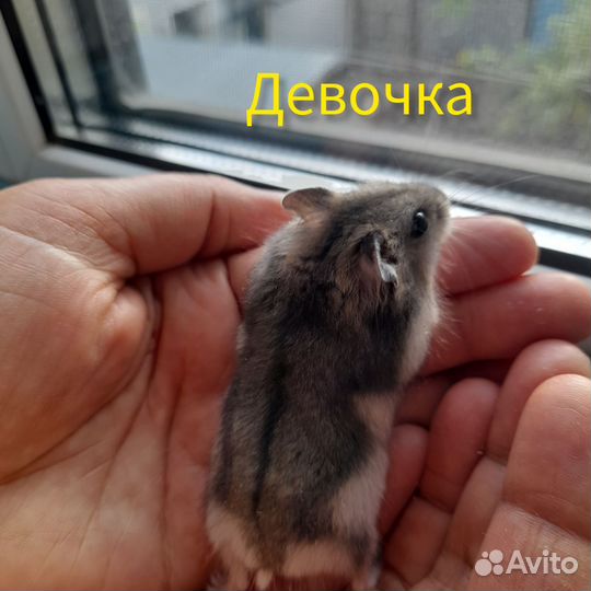 Джунгарский хомяк