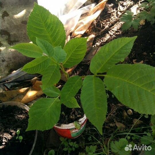 Орех манжурский