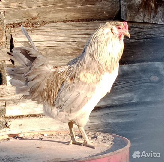 Селезни индоуток, петух