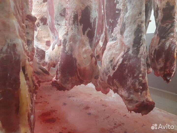 Говядина охлаженная быки шейные в полутушах