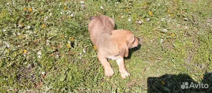 Щенки таксы