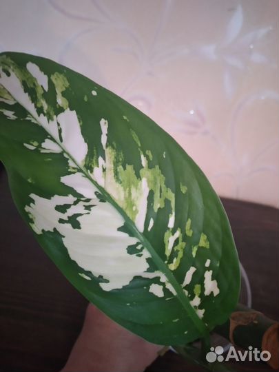 Дифенбахии