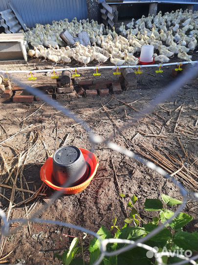 Быстрорастущая, постная утка