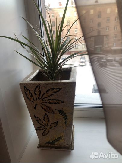 Комнатные цветы драцена