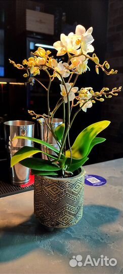 Фаленопсис Soft Cloud MF в керамике D10/40