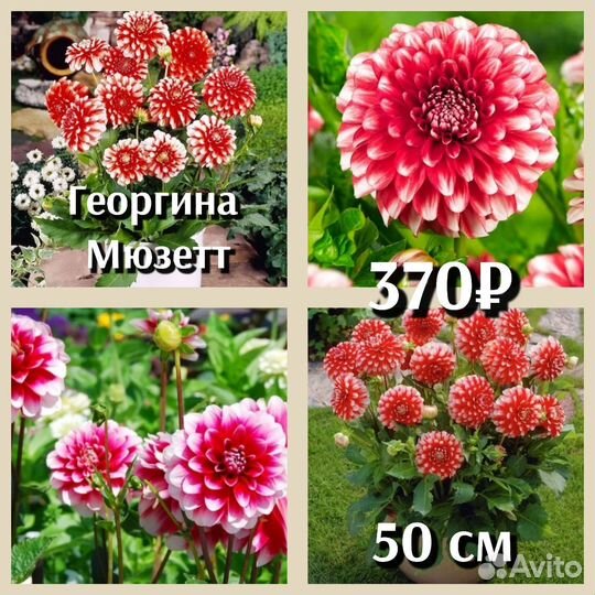 Георгины клубни декоративные