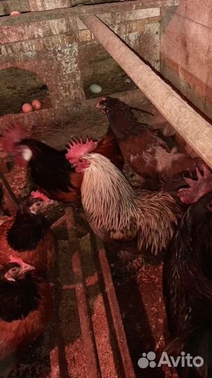 Продам петушков