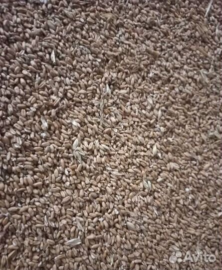 Ячмень озимый, Рожь озимая корма