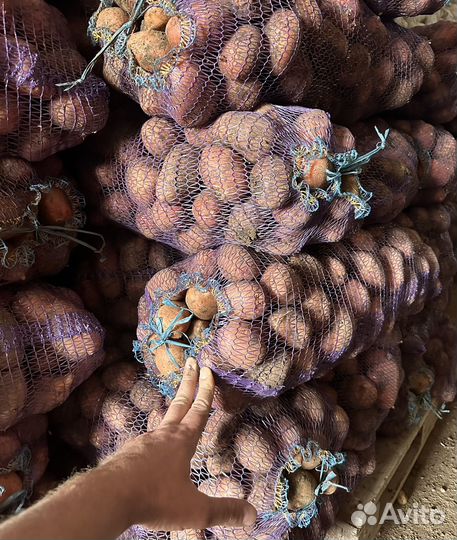 Картофель оптом морковь свеклу капусту лук