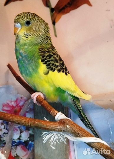 Птенец волнистого попугая