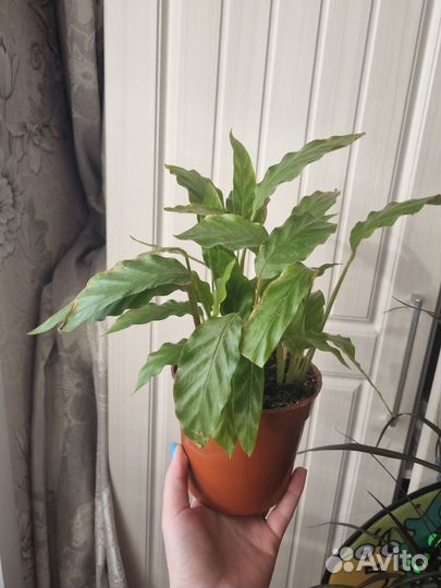 Калатея руфибарба