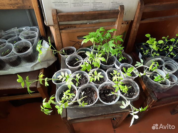 Рассада помидор, баклажан