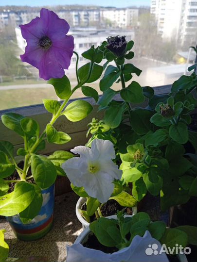 Продать рассаду цветов