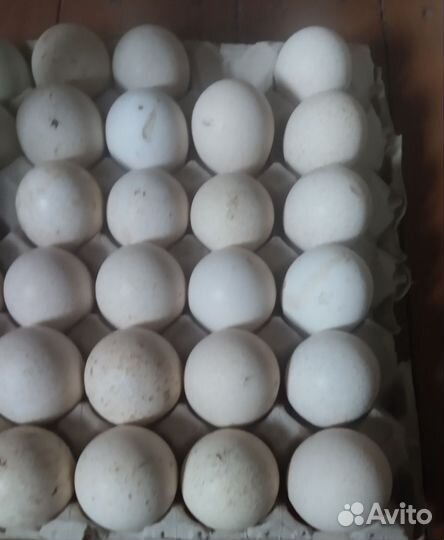 Инкубационное яйцо