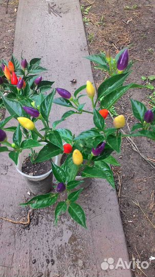 Продам Перец Маскарад