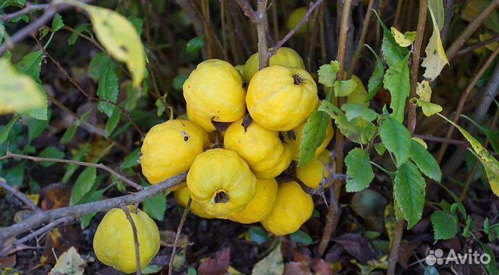 Айва японская