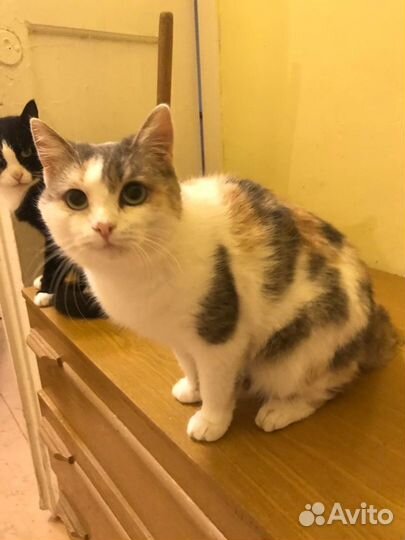 Молодя стерилизованная кошка