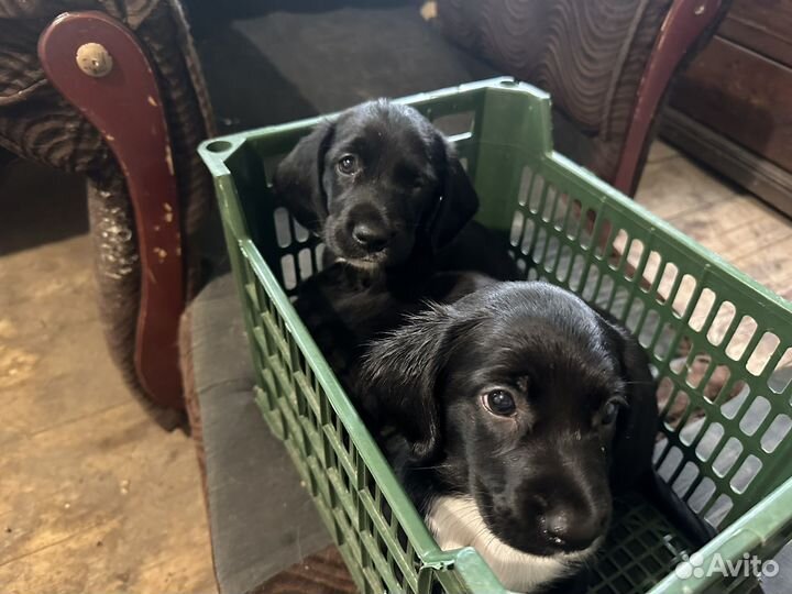 Щенки метисы спаниеля