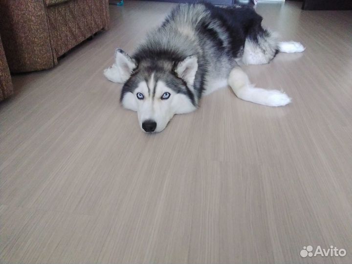 Вязка хаски