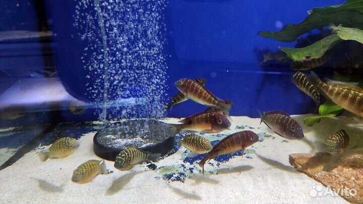 24 вида трофеусов. Доставка по РФ. Танганьика