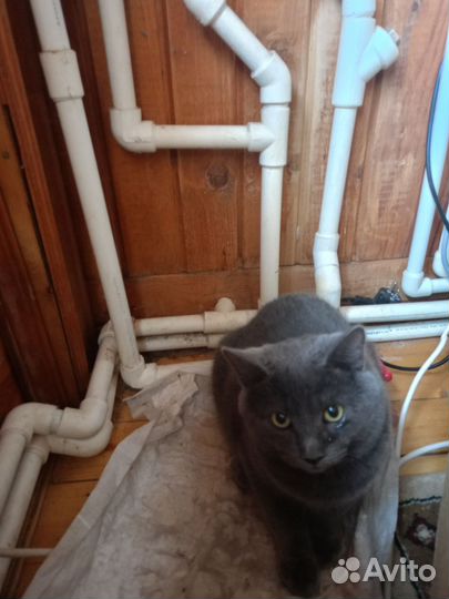 Кошки Курильский бобтейл. Владимирская обл