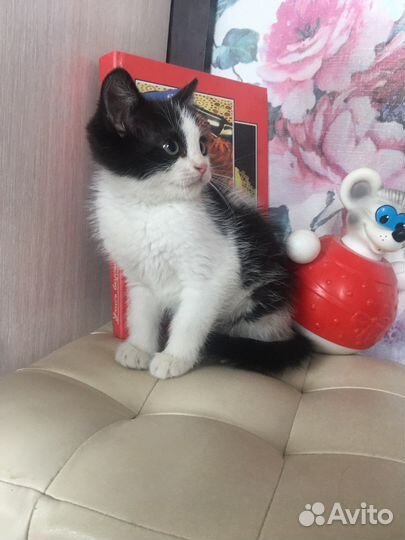 Мальчик.ищет дом