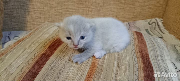 Шотландская вислоухая кошка