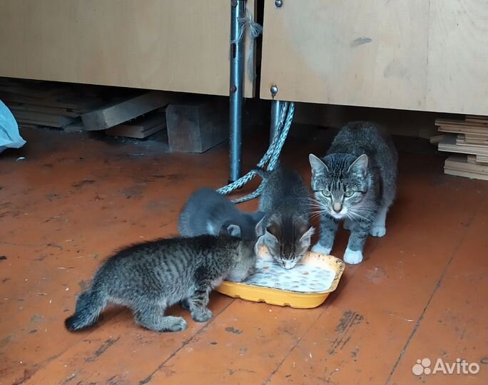 Котята- девочки и мальчики 2 месяца